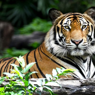 Ranthambore